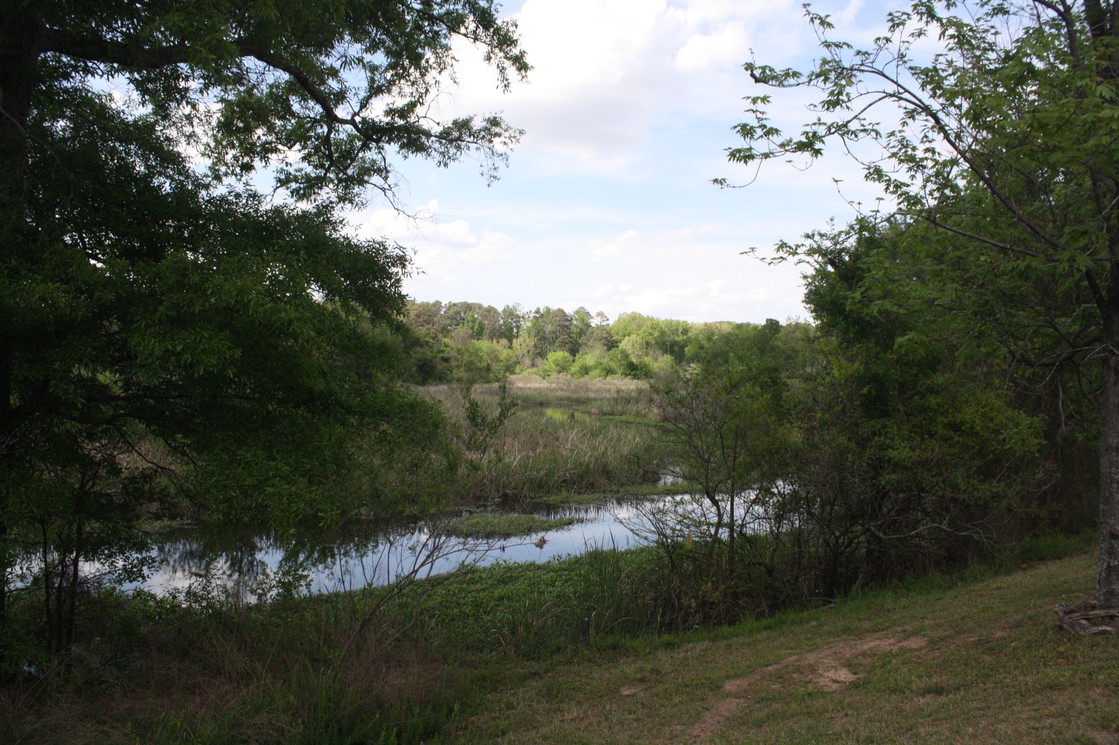 A wooded wetland bend of Bayou Bartholomew near Pine Bluff